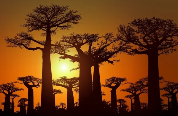 madagascar-baobab-tramonto.webp
